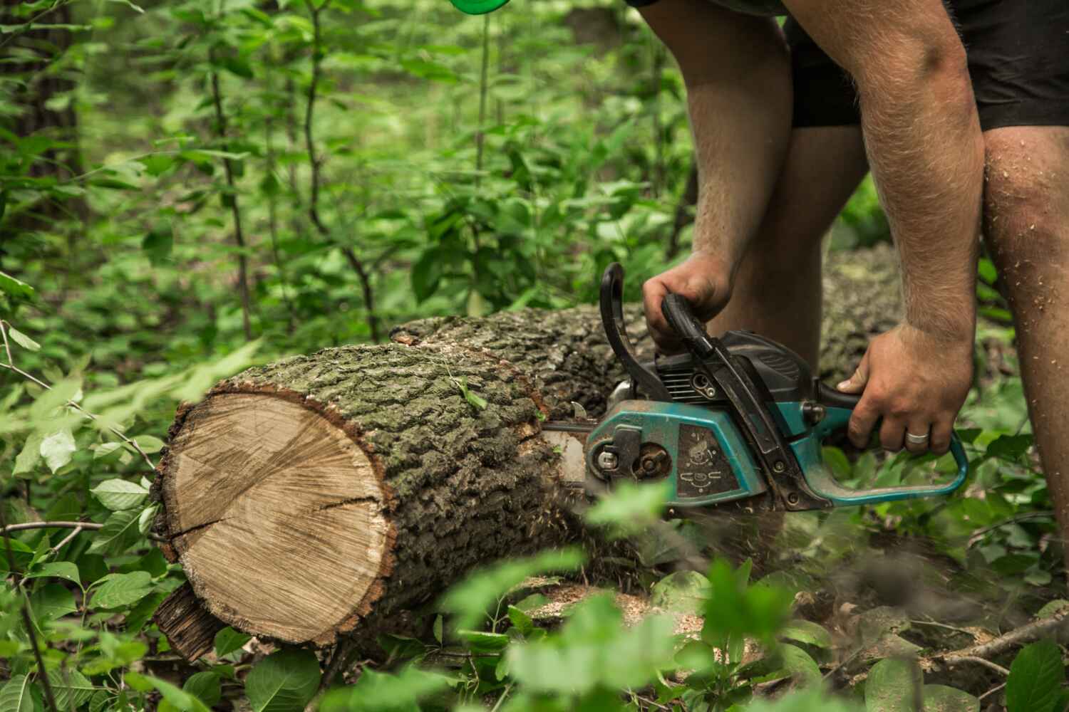 The Steps Involved in Our Tree Care Process in Crescent City, CA